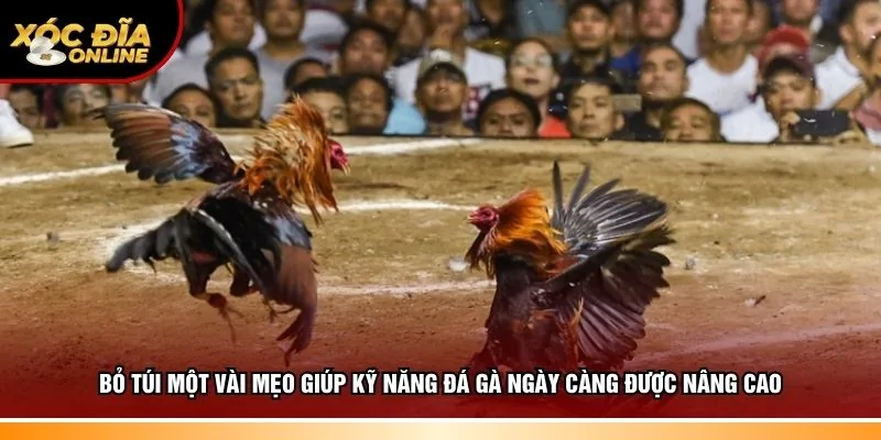 Bỏ túi một vài mẹo đá gà hay giúp thắng lớn