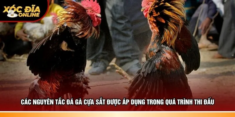 Các nguyên tắc đá gà cựa sắt được áp dụng chính xác