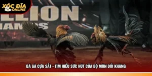 Đá gà cựa sắt